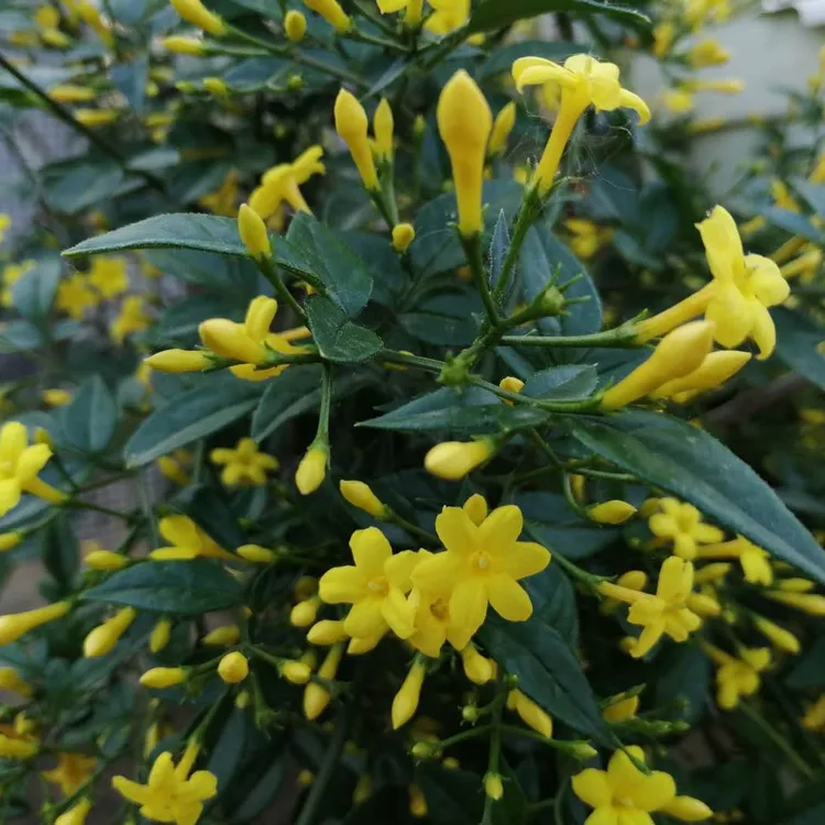 《迎夏》 四季春 长春花 直杆盘龙随机发货