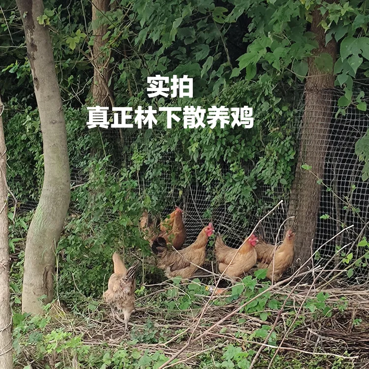 真正林下散养鸡一年以上母鸡先卖后杀净重2斤左右顺丰冰块包邮
