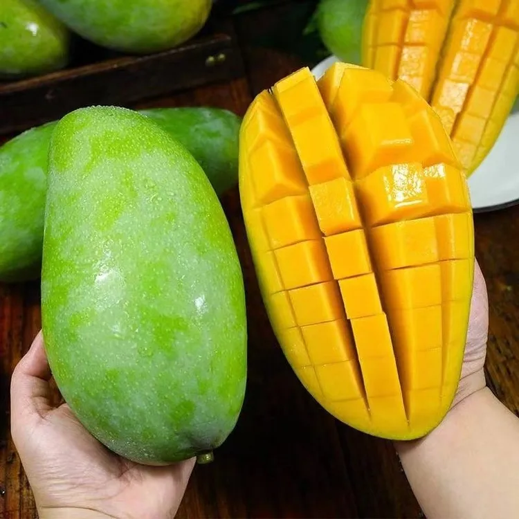 【催熟食用】越南大青芒新鲜应季水果玉芒放软纯甜5-10斤