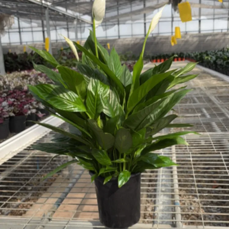 室内绿植1加仑美酒白掌特级超大大号多肉组合装