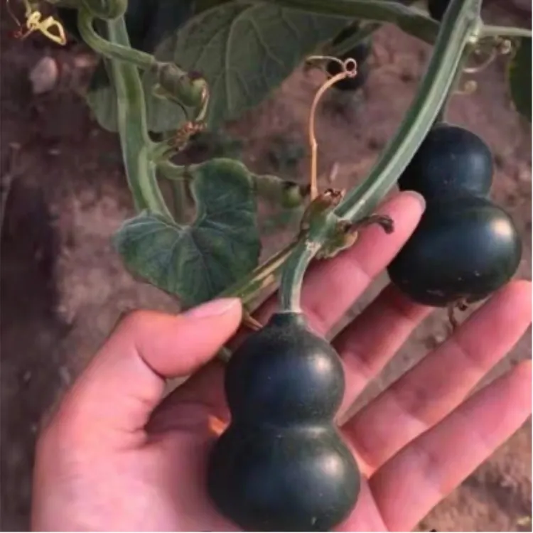 新品翠玉葫芦种子 翡翠葫芦种子 墨绿葫芦种子籽器型超小平底稳坐