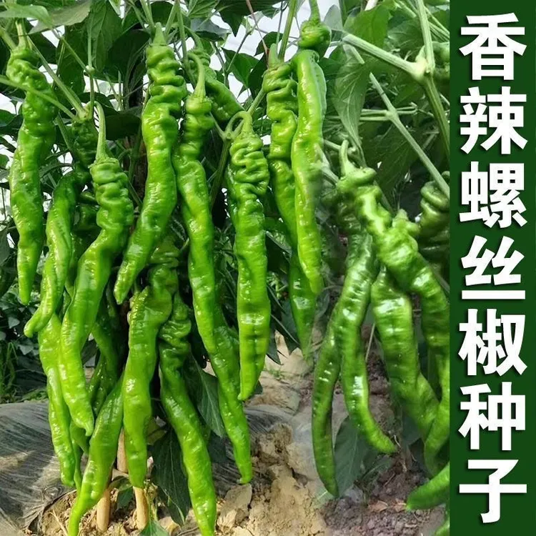 【香辣螺丝椒种子】螺丝椒种子早熟辣椒四季食用蔬菜种子家庭种植