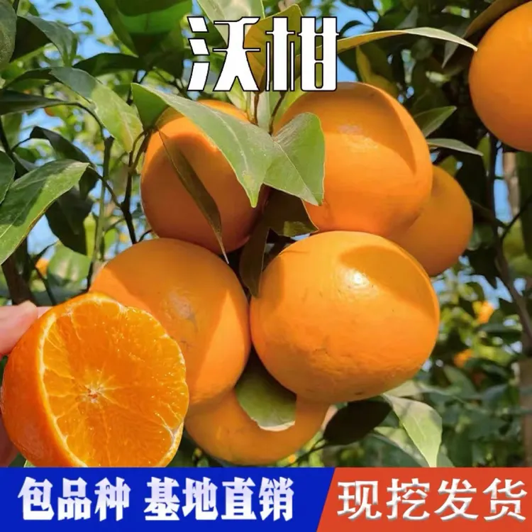 柑橘苗【带果发货】嫁接广西沃柑树苗高产盆栽地栽庭院阳台种植