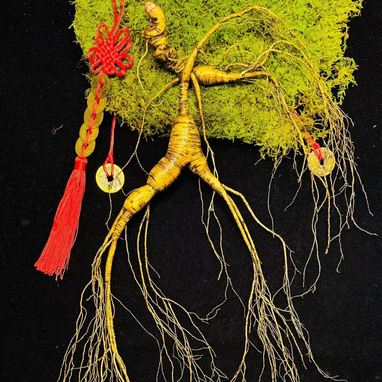 林下参长芦老山参泡酒酒海的大货来了 超级漂亮