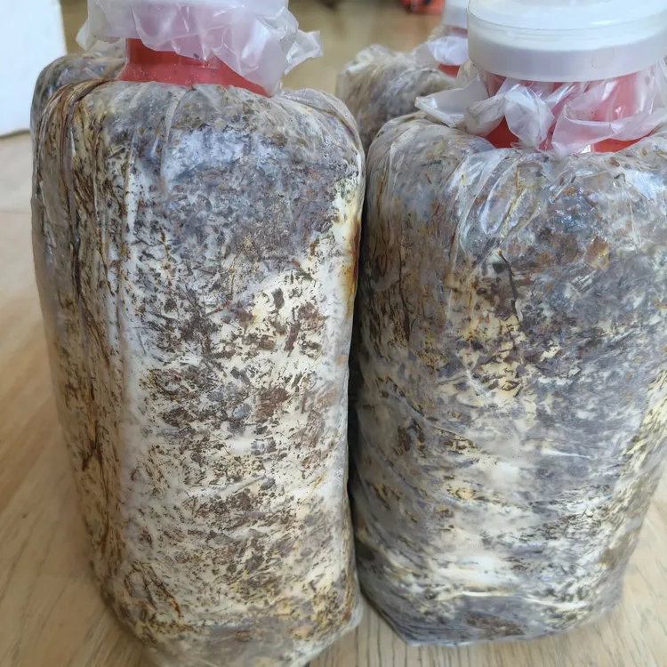 毛慈菇伴生菌4个，杜鹃一号种子4颗
