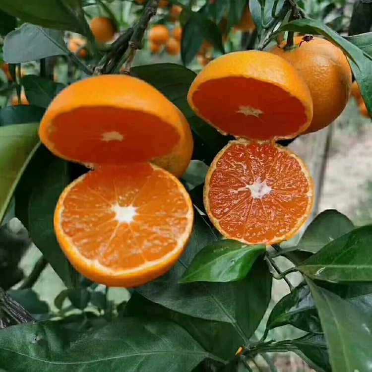 正宗涌泉蜜桔（早熟宫川）无核当季新鲜现摘自然熟 瑕疵果 在意慎拍