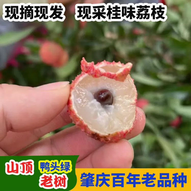 【现摘现发】广东德庆桂味荔枝现摘现发新鲜冷链包邮5斤装一箱秒杀