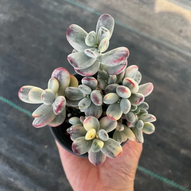 乒乓福娘锦 带盆发货老桩有砍 包开箱黑腐化水签收7天黑腐化水