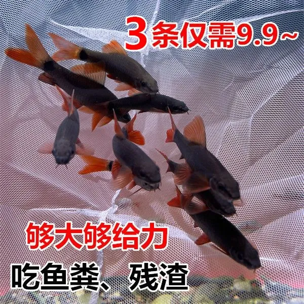 彩虹鲨 红尾工具鱼 热带鱼 吃垃圾 清理鱼粪  金苔鼠 包邮
