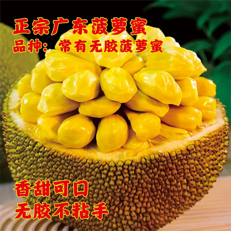 无胶菠萝蜜广东茂名不粘手爽脆香甜珍珠菠萝蜜菠萝蜜一整个