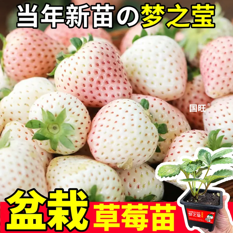 梦之莹草莓苗秧原盆大苗白红黑果玄玉真红美玲天使南北方阳台小院