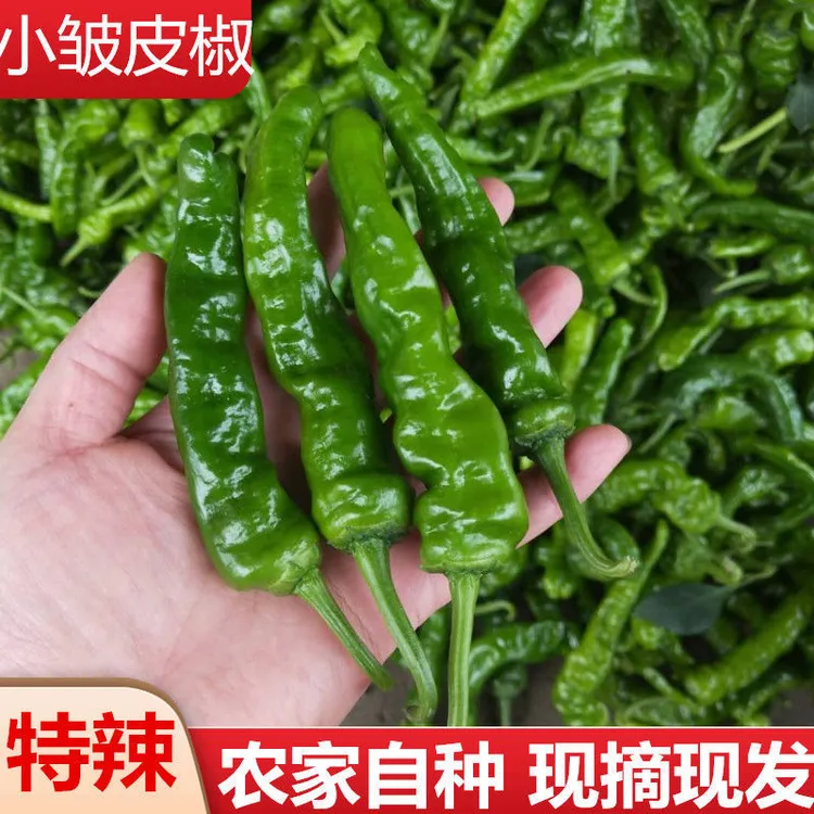 本地青椒薄皮皱皮中辣炒辣子鸡枣庄辣椒现摘现发剁椒饭店自用包邮