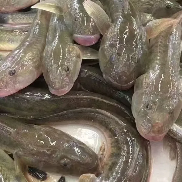 新鲜海捕沙光鱼龙5斤（一斤4-5条左右）速冻锁鲜顺丰发货