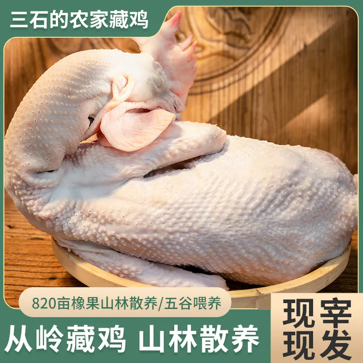 舟曲从岭臧鸡散养土鸡/公鸡/母鸡现宰现发净重3.5斤