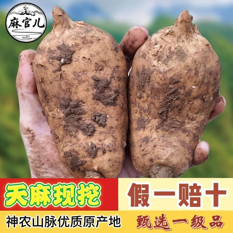 高山仿野生神农山脉新鲜种植天麻现挖现卖正宗食用天麻