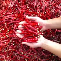 特辣自然风干干辣椒朝天椒小米辣魔鬼椒