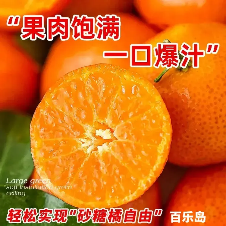 沙糖桔南方北方阳台商品图