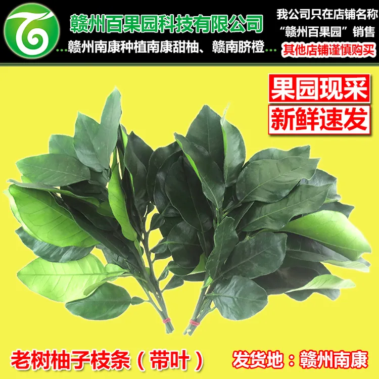 老树柚子叶洗澡洗手清洗猪大肠猪肠除臭鱼腥味南康甜柚沙田柚枝叶