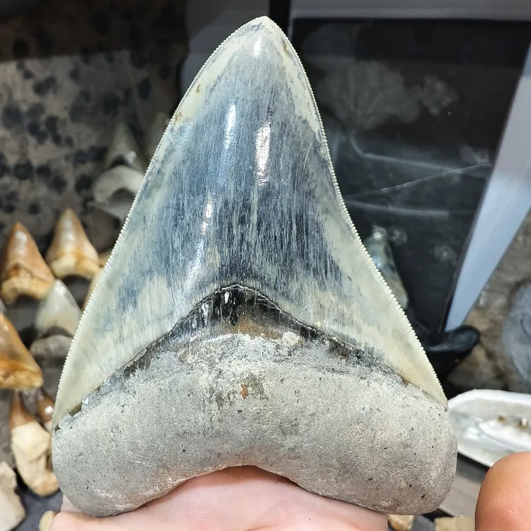 巨齿鲨牙齿仿真模型