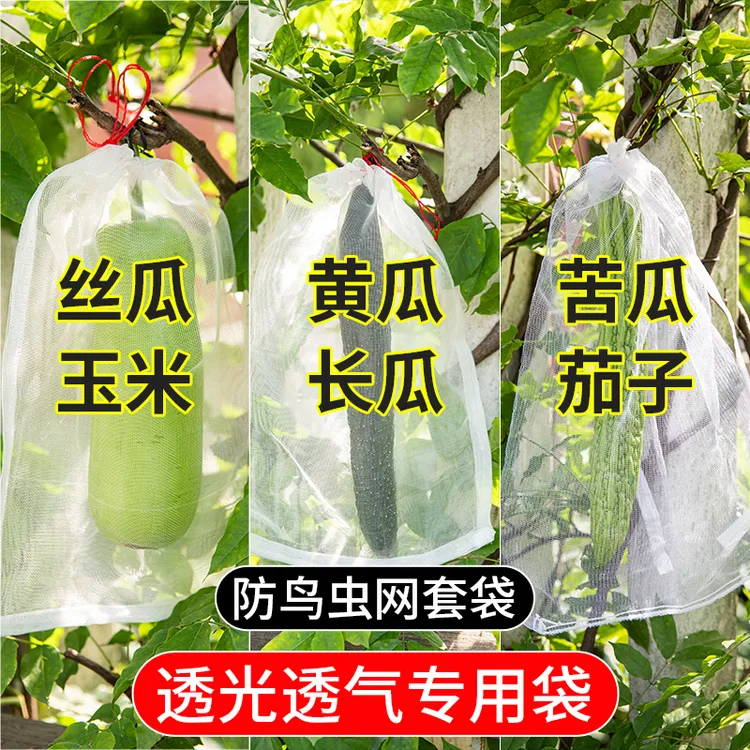 丝瓜黄瓜苦瓜套袋纱袋防虫专用网袋水果葡萄番茄枇杷瓜果保护袋子