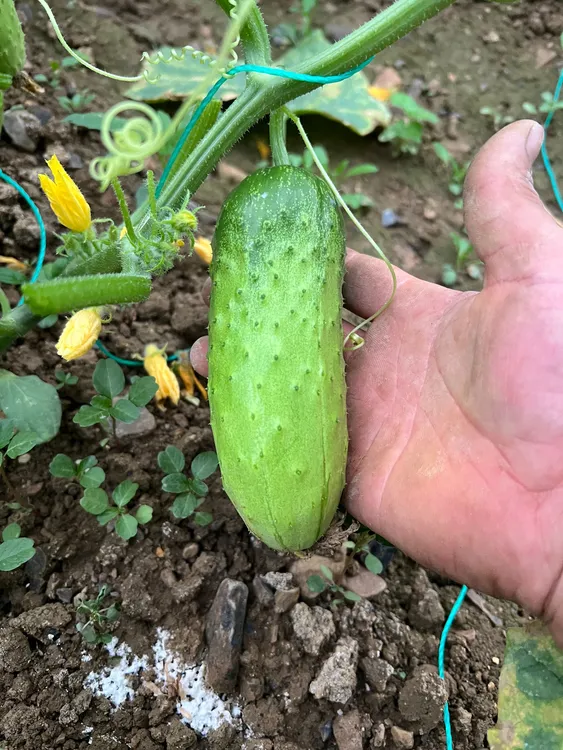 农家自种水果黄瓜
