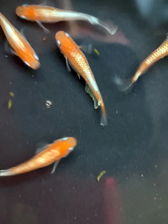 观背青鳉小型观赏淡水鱼冷水鱼适合新手青鳉鱼红赤壁生态鱼