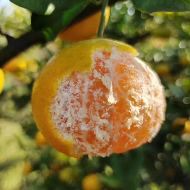 橘子新鲜蜜橘鲜甜无核薄皮黄柑橘冰糖正宗桔子当季时令红蜜桔水果