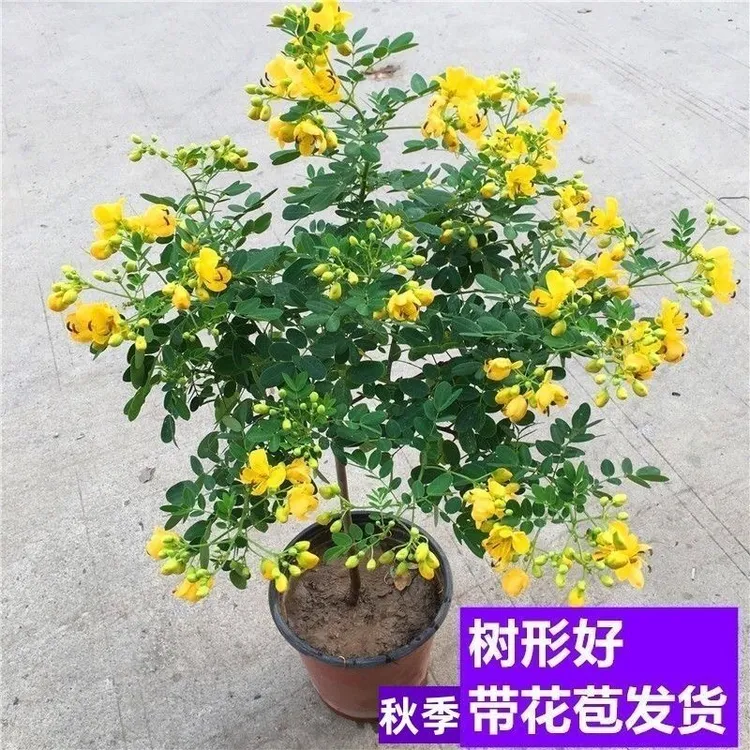 黄金梅耐寒梅盆栽多年生花卉适合庭院阳台种植