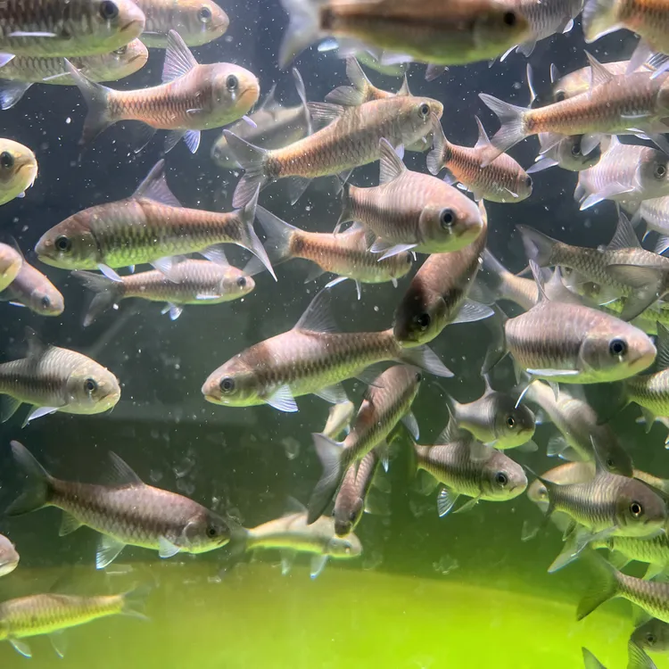 清水河保山蓝吉罗 原生冷水观赏鱼 新手易养包野包真顺丰包邮包活