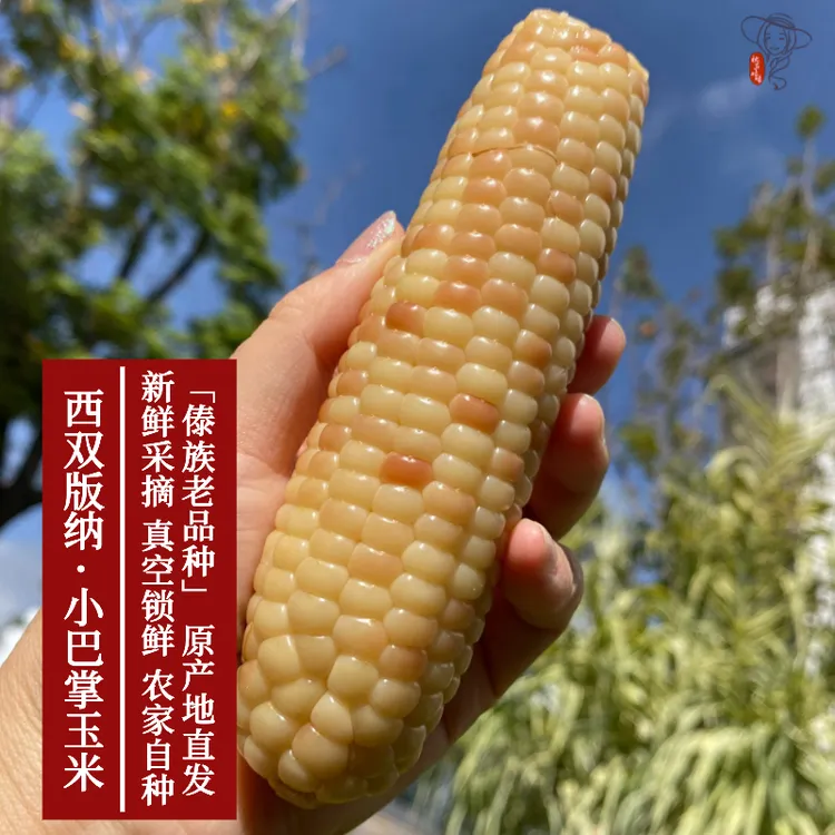 西双版纳糯玉米【傣族老品种】巴掌小糯玉米软嫩小包谷香糯甜玉米