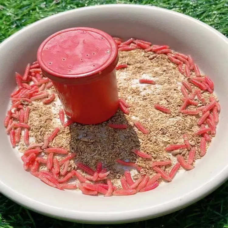 活饵红蛆虫大个体鱼饵野钓溪流虫饵鲜活饵鲫鱼白条