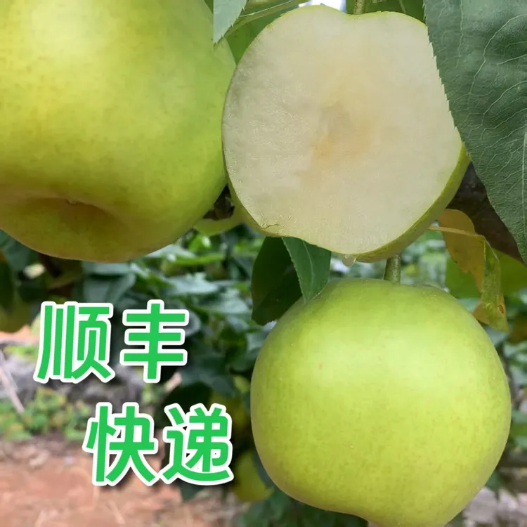 湖南江华瑶山雪梨脆嫩多汁清甜无渣【套袋果】【顺丰快递】