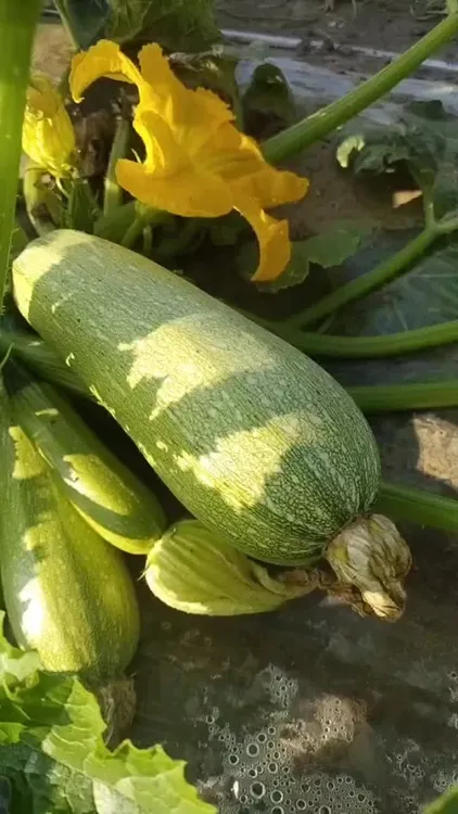 【顺丰包邮】小园老式角瓜西葫芦成熟品种，要去籽食用的。