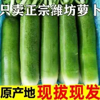 正宗潍坊水果萝卜 产地直发现挖现发脆甜多汁4.5斤净重