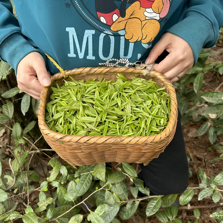 2025陕青茶手工口粮毛尖茶250克袋装