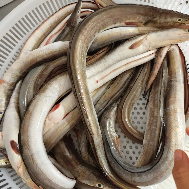 东海野生海捕鳗鱼顺丰冷链发货