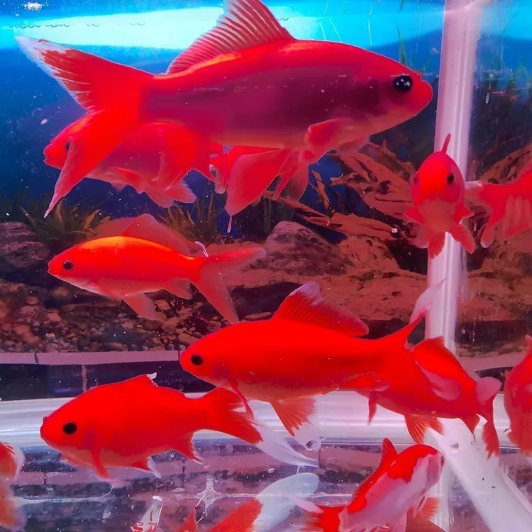 冷水鹦鹉鱼观赏鱼血红耐活黑眼淡水鱼招财冷水血鹦鹉鱼鲜活活鱼