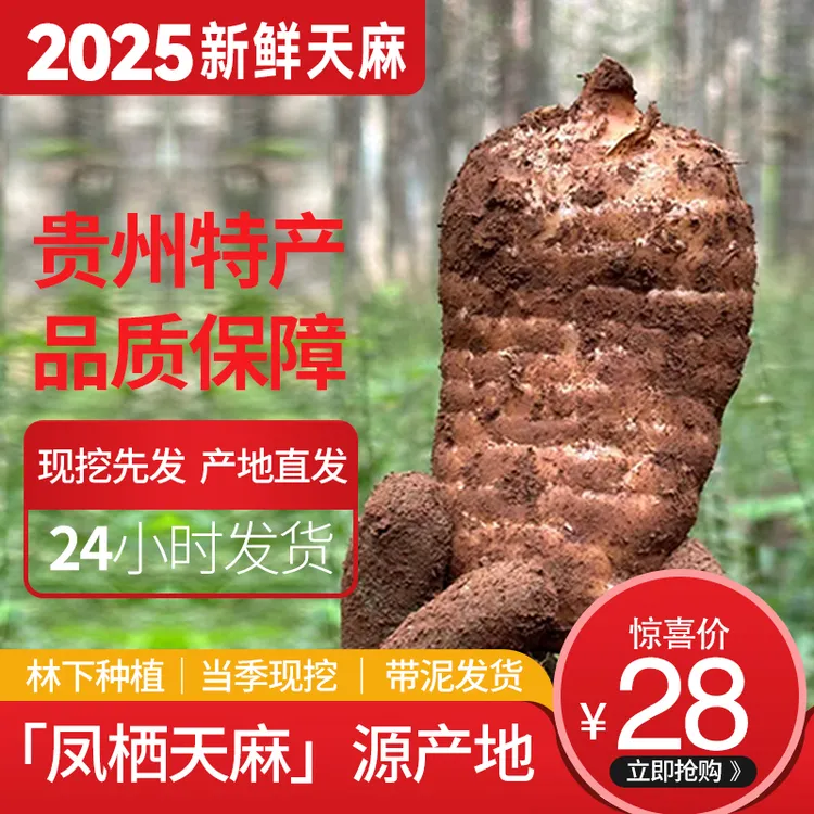 贵州遵义凤冈鲜天麻