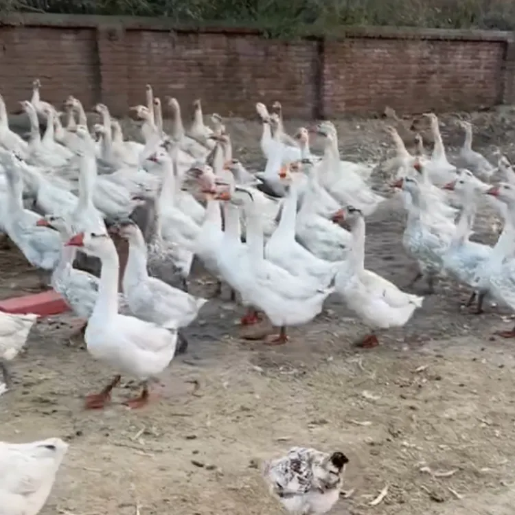 东北农家散养笨大鹅