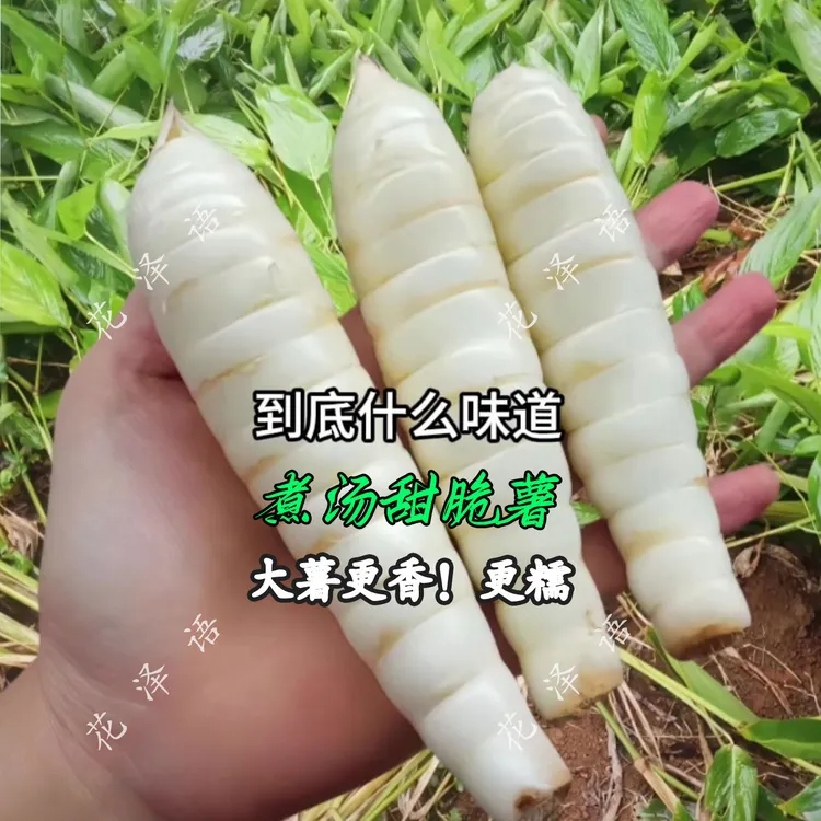 【脆糯品种】竹薯精选冬薯新鲜东京薯嫩清甜糯脆冬粉薯冬笋薯沙谷米