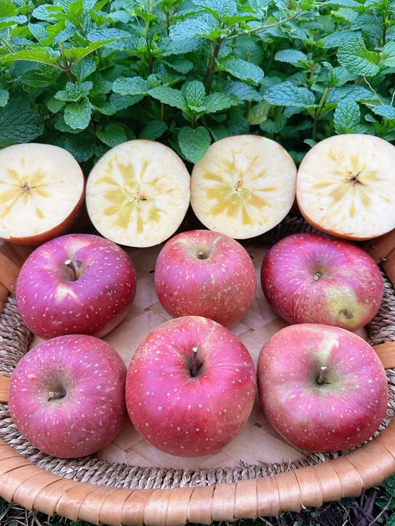 （高次果）云南昭通高原 冰糖心丑苹果脆甜多汁 自家果园现摘现发