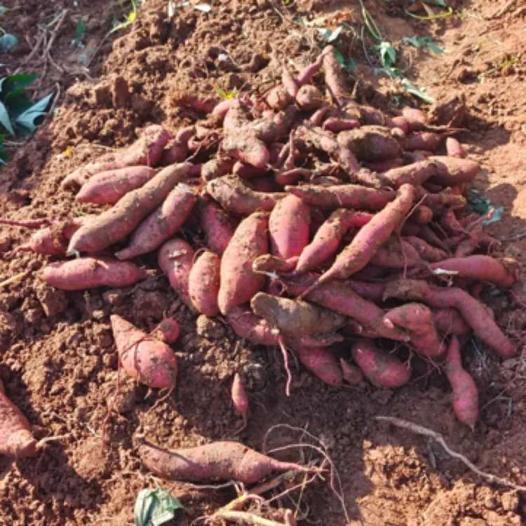 农家自种紫色番薯软糯香甜紫心地瓜9斤装包邮新鲜现挖
