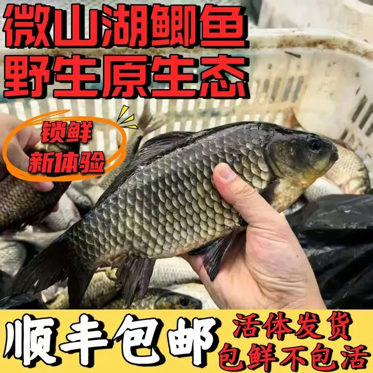 【拍5斤送3斤发8斤】活鱼现捕现发顺丰冷链包邮