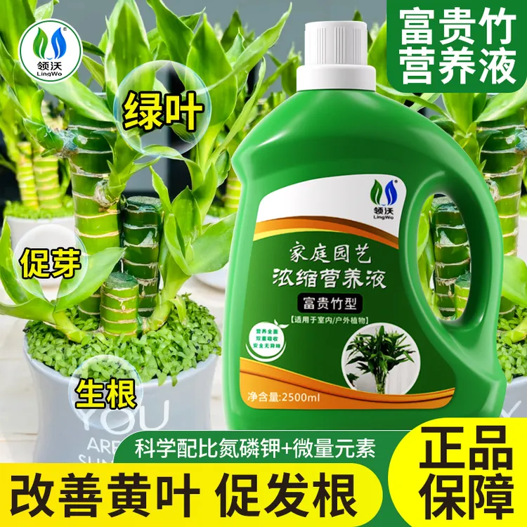 领沃富贵竹专用植物营养液观音竹水生水培家用水养植物养花肥通用