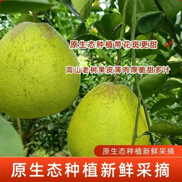 正宗西双版纳老树傣柚 丑柚 生态花斑柚 孕妇水果老少皆宜