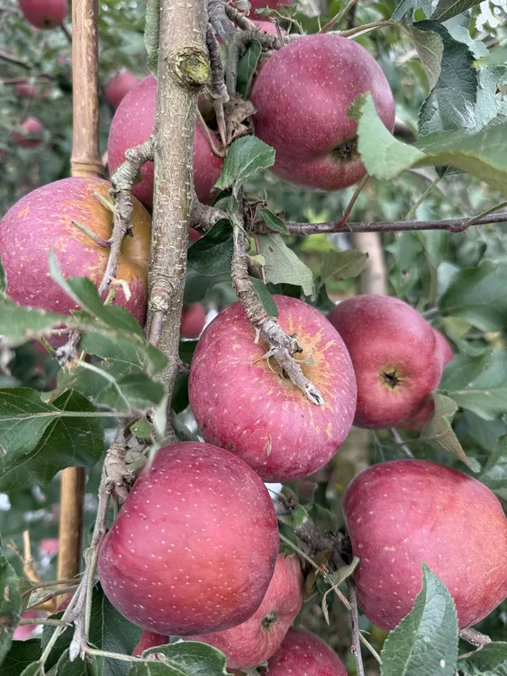 昭通冰糖心丑苹果高山种植产地直发