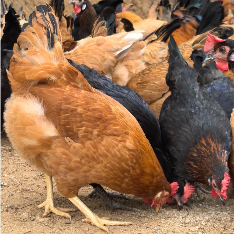 现杀土鸡农家散养走地鸡当天现杀冷链直达健康无激素肉质紧实2只