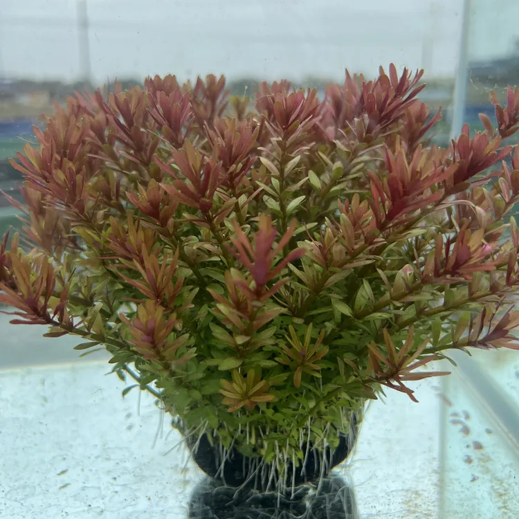 【高密度】十字牛顿坨草鱼缸造景净水增氧新手养殖入缸成景淡水水草