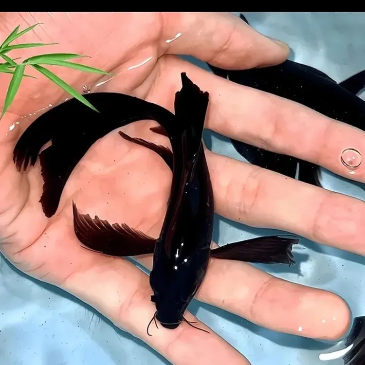 黑金铁包金锦鲤鱼鱼冷水淡水观赏鱼活体好养耐活精品小鱼