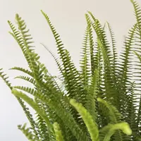【肾蕨】耐寒耐热蕨类植物四季常青彩虹蕨净化空气办公室绿植